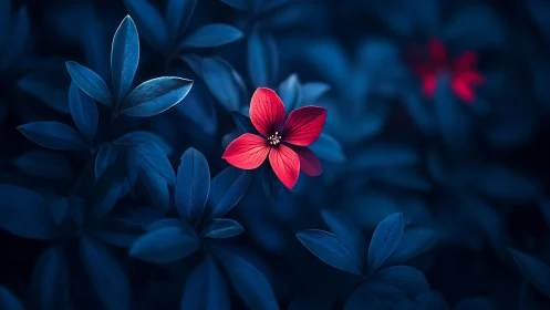 Red Flower Blooms Against Deep Blue Foliage.