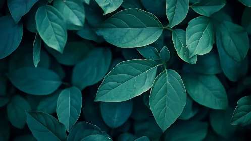 Overhead macro view isolates teal-toned foliage in soft focus