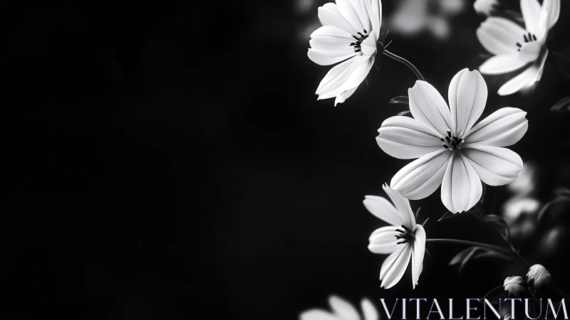 Delicate White Flowers in Gentle Monochrome Light.
