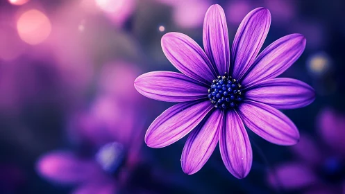 Radiant Purple Daisy Blooming in Dreamy Light.