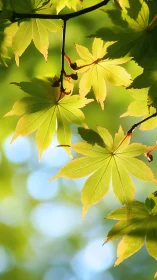 Backlit maple leaves glow against soft green bokeh
