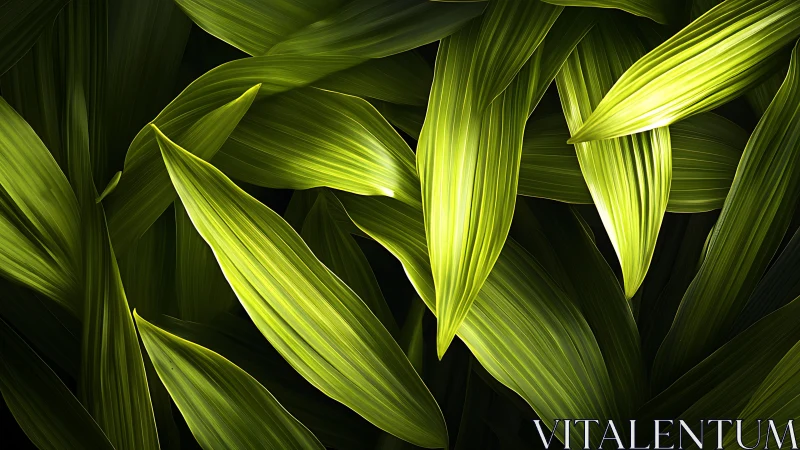 Bright green leaves overlap under directional top lighting