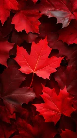 Specular crimson maple foliage under controlled macro lighting.