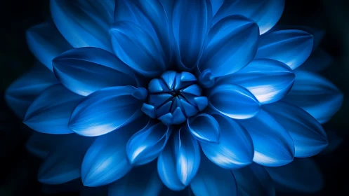 Blue Dahlia Macro With Radiant Gradient Lighting.