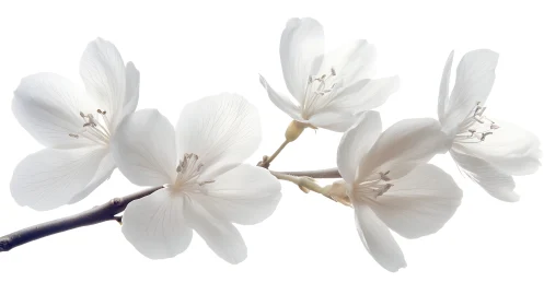 White flowers with five petals arranged on dark branches.