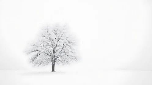 Graceful lone winter tree resting in a calm white world.