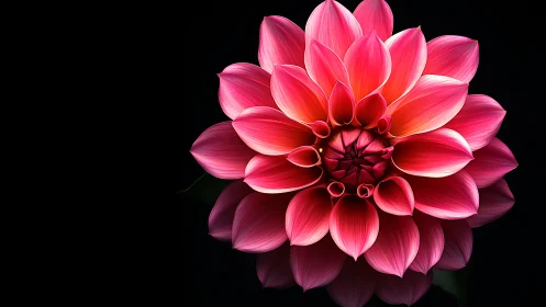 Pink Dahlia Flower Against Black Background.