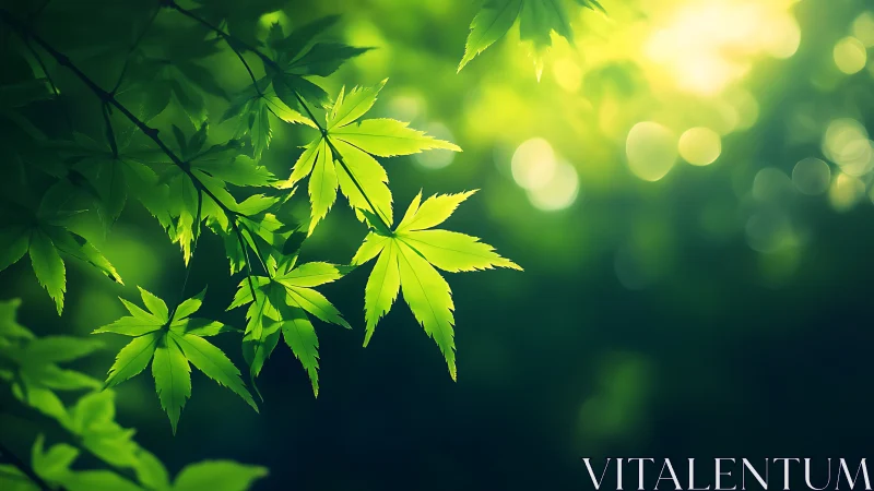 Soft morning light glows through tender green maple leaves