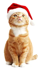 Ginger domestic cat wearing Santa hat on white background.