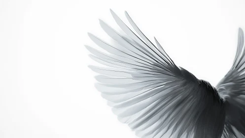 High-key monochrome bird wings captured in dynamic dorsal spread
