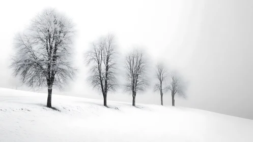 Bare winter trees aligned on a snowy hillside in fog.