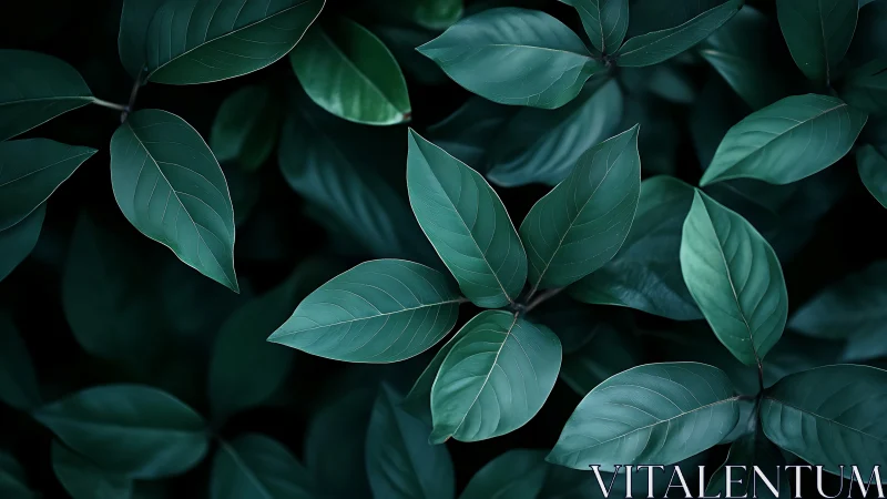 Moody green foliage fills frame with layered overlapping leaves