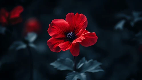 Red Anemone Flower Against Dark Background