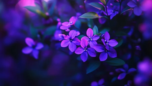 Neon Purple Blossoms Glow in Evening Light.