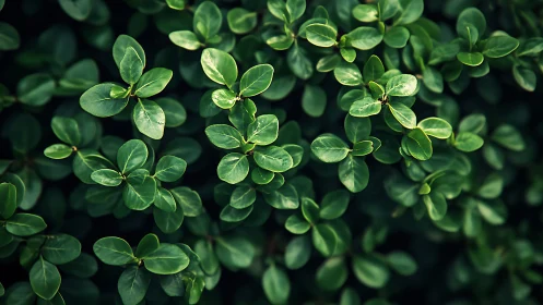 Gentle green leaves create a soothing blanket of garden calm