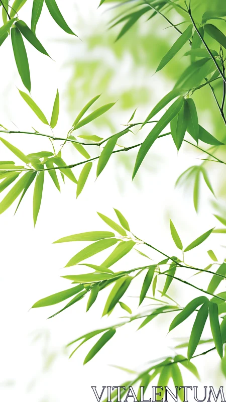 Bamboo leaves in soft-focus green gradient composition.
