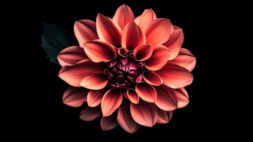 Coral Dahlia Flower Against Dark Background Specimen