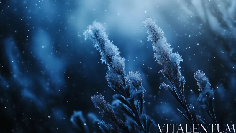 Frost covered grasses in cold blue winter snowfall.