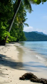 Tropical Beach with Forested Shoreline and Clear Water