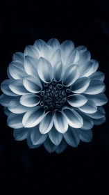 Blue Dahlia Bloom: Geometric Layered Petals Against Darkness