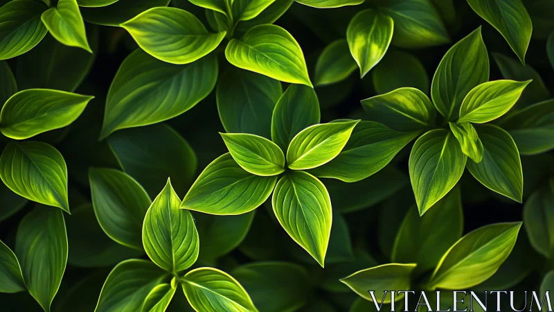 Close view of layered green leaves with vivid lighting.