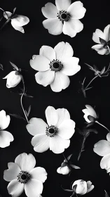 Black and white anemone flowers displayed on dark ground.