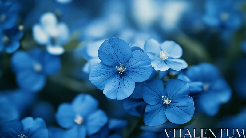 Blue flax flowers in sharp focus with soft background bokeh