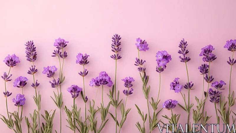 Purple Lavender Flowers Against Pink Background.