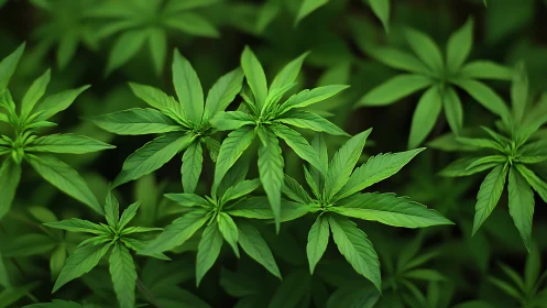 Leafy starbursts quietly choreograph a lush green chorus