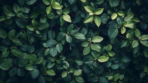 Leafy whispers assemble into a deep green midnight chorus