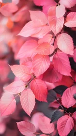 Pink-toned foliage with soft focus on overlapping leaves.