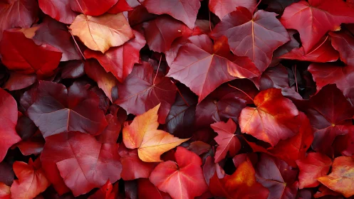 Crimson autumn leaves gathered in a cozy seasonal blanket.