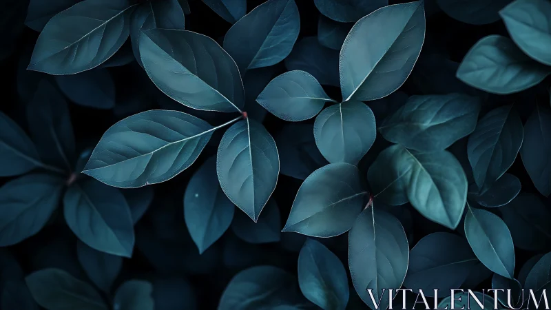 Macro study of teal-toned elliptical foliage under soft shadow