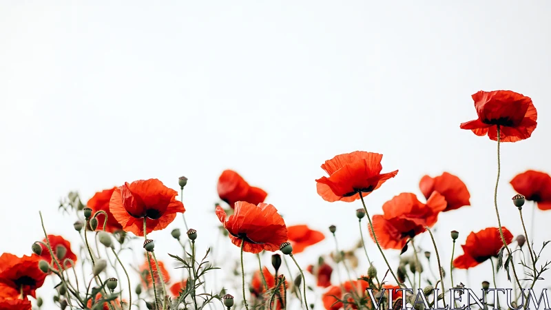 Red poppies photographed against overcast sky with natural depth.