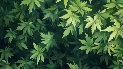 Layered green compound leaves form dense planar coverage