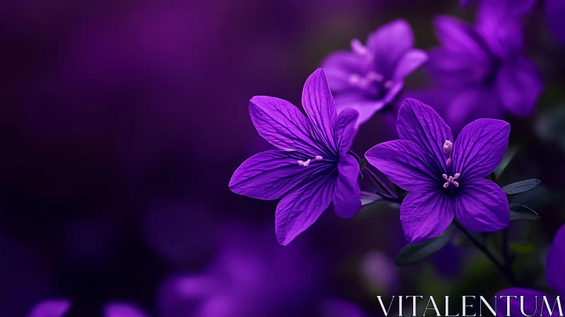 Purple flowers with detailed petal structure photographed in close-up.
