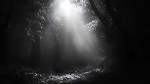 Moonlit path cuts through dense forest under drifting mist