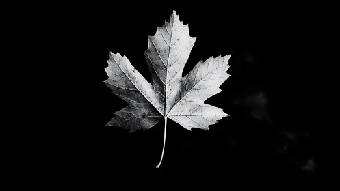Single maple leaf floats in stark monochrome silence