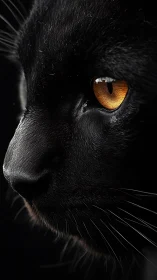 Obsidian Sentinel: Black Cat's Molten Gaze.