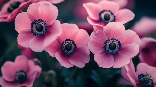 Pink Anemones in Full Bloom: Nature's Delicate Eye.