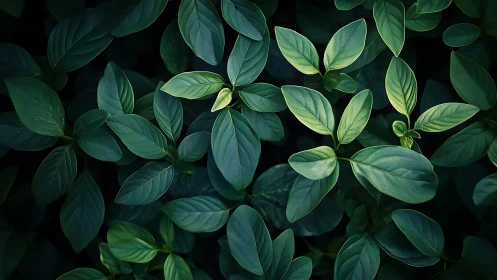 Dense green foliage with layered oval leaves pattern.