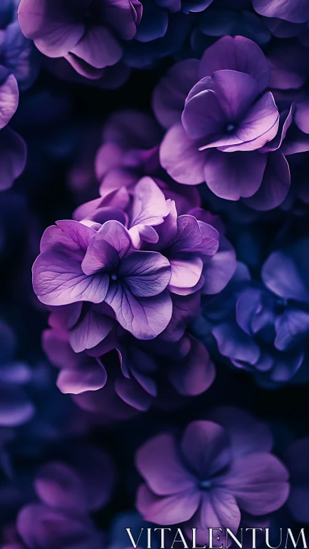 Purple Petals Dancing in Moody Floral Composition.