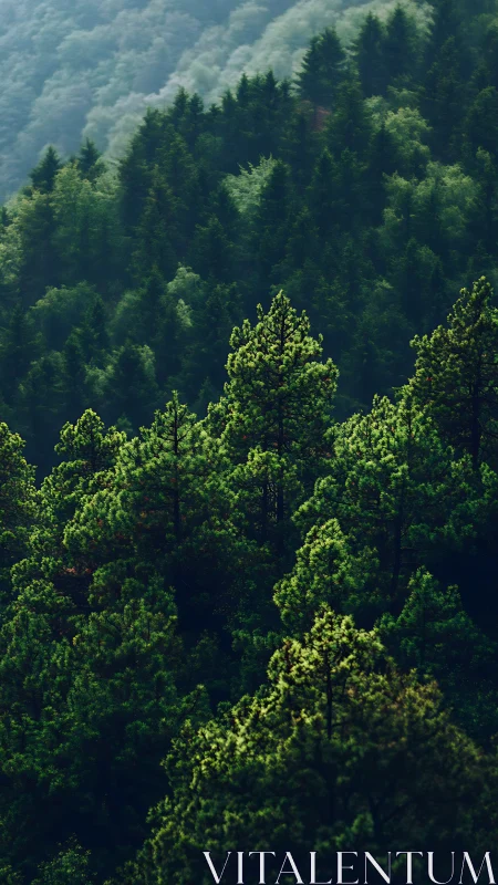 Dense Forested Mountain Slope with Layered Conifer Trees
