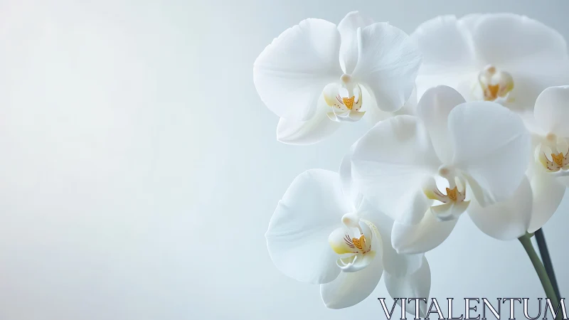 Delicate White Orchids Blooming with Golden Hearts