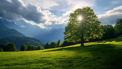Sunlit lone tree anchors a tranquil alpine meadow