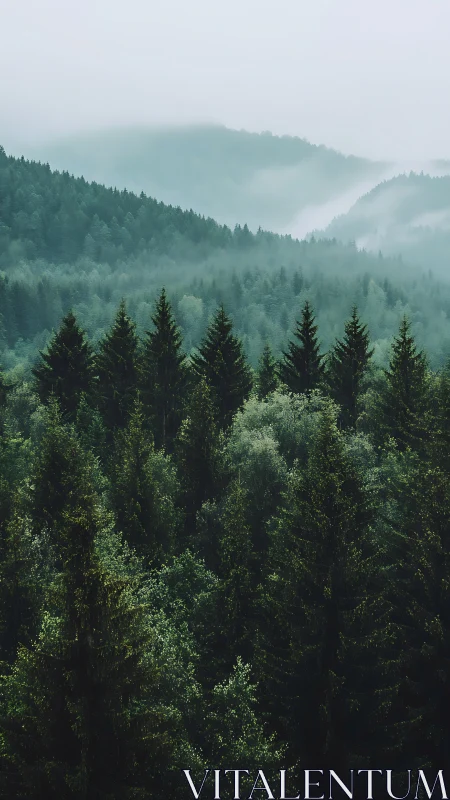 Misty Alpine Coniferous Forest Landscape with Atmospheric Stratification
