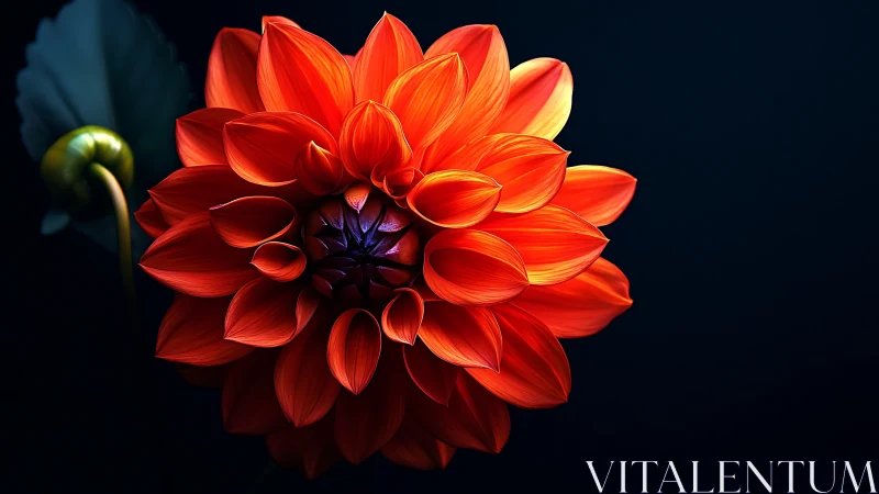 Red dahlia flower photographed against dark background with directional lighting.