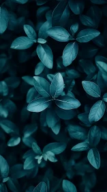 Close-up of dense teal foliage with overlapping oval leaves.