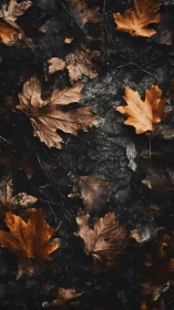 Dry brown maple leaves scattered on dark forest ground.