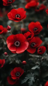 Vivid Red Anemone Flowers with Distinctive Black Staminal Discs.